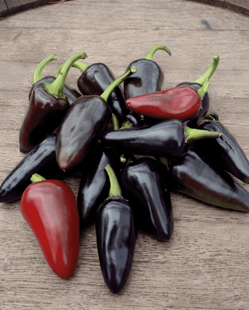 Sementes de pimento Fresno Red (Capsicum annuum) – hortícola anual