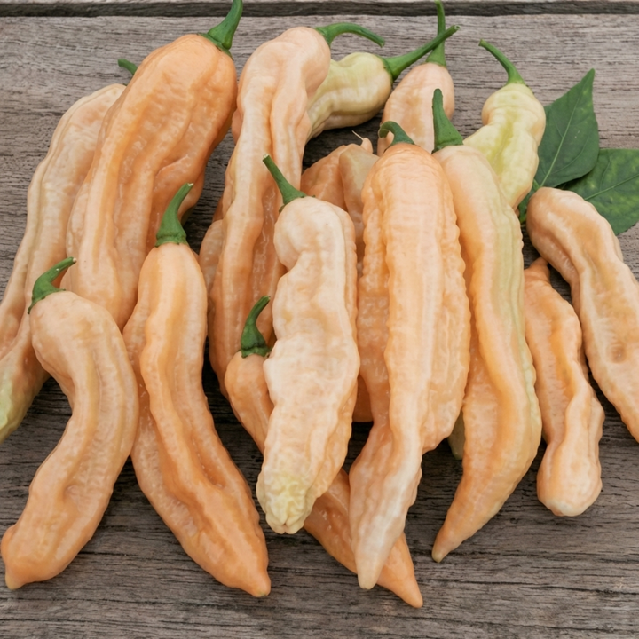 Semillas de Dorset Pink Pepper (Capsicum chinense) – verdura anual