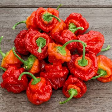 Sementes de Pimenta Scotch Bonnet Vermelha (Capsicum chinense) – vegetal anual