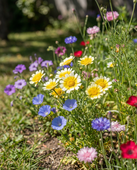 Native Wildflower Mix Seeds Annual Flowers Blend 25m2 Coverage