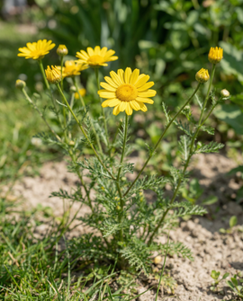 Sementes de camomila-amarela Anthemis tinctoria flores bienais