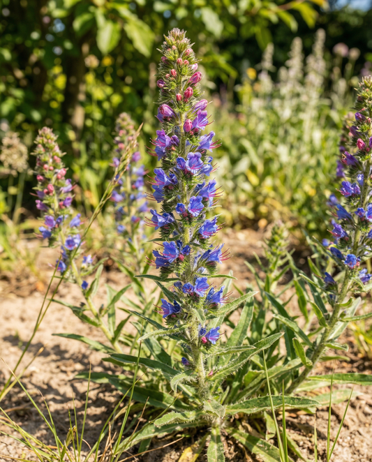 Mezcla de viborera (Echium vulgare) – semillas de flor bienal de SeedsChoice