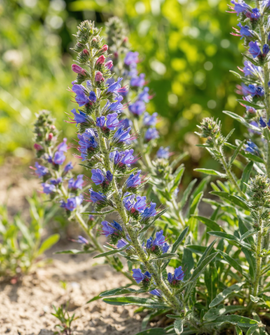Sementes de Equium Misto Echium Vulgare Flor Bienal