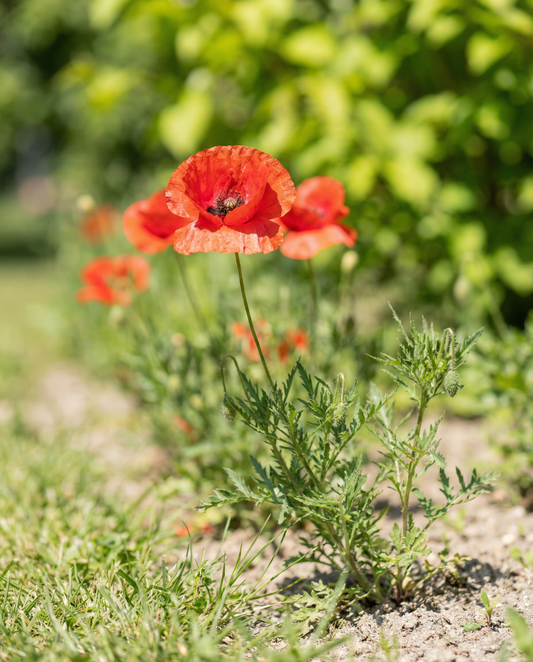 Mezcla de amapola común (Papaver rhoeas) – semillas de flor anual de SeedsChoice