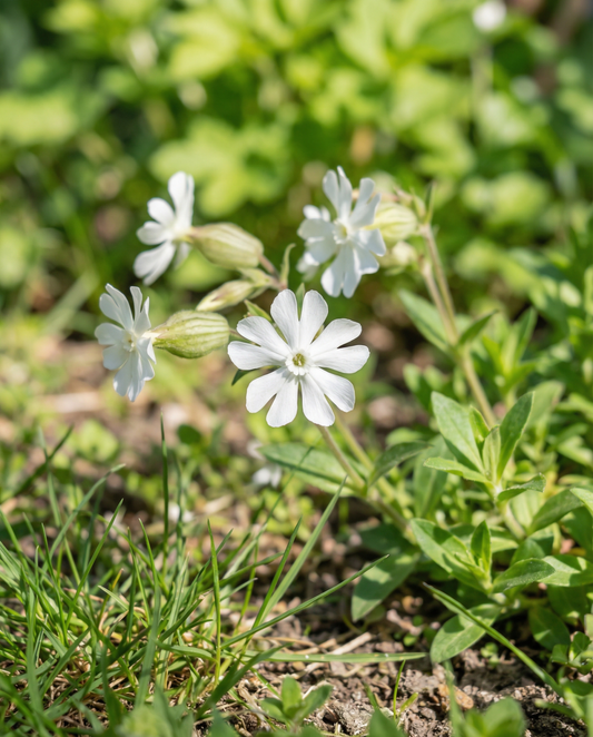 Colleja blanca (Silene latifolia) – semillas de flor perenne de SeedsChoice