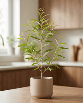 Sementes de eucalipto-limão Eucalyptus Citriodora erva perene