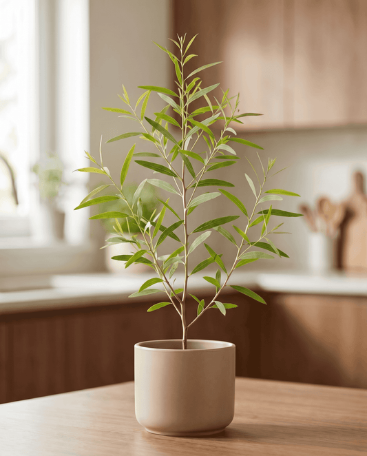 Eucalipto limón (Eucalyptus citriodora) – semillas de hierba perenne de SeedsChoice