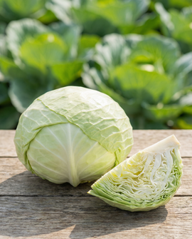 Flat White Cabbage Seeds Spring Salute F1 Brassica Oleracea Annual F1 Hybrid