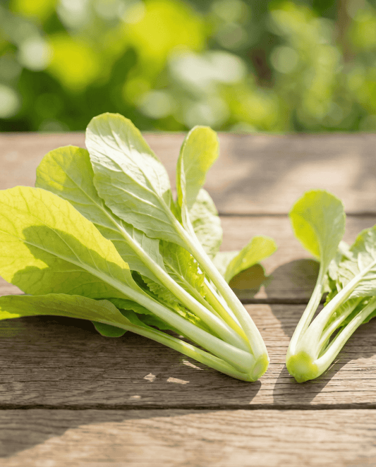 Grelos de Nabo Amarelos (Brassica pekinensis) – sementes de hortícola anual da SeedsChoice