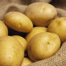 True Potato Seed Soltastic F1 Seeds Solanum Tuberosum Annual
