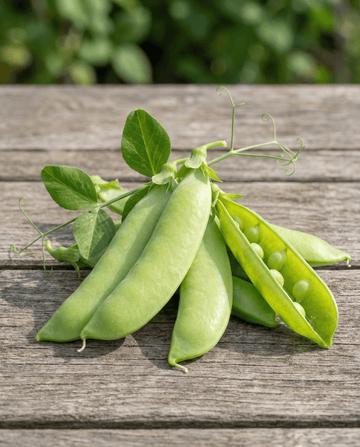 Sementes de ervilha-doce Sweetsalome (Pisum sativum) – hortaliça anual