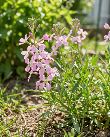 Goivo-da-noite Rosa (Matthiola longipetala) – sementes de flor anual da SeedsChoice