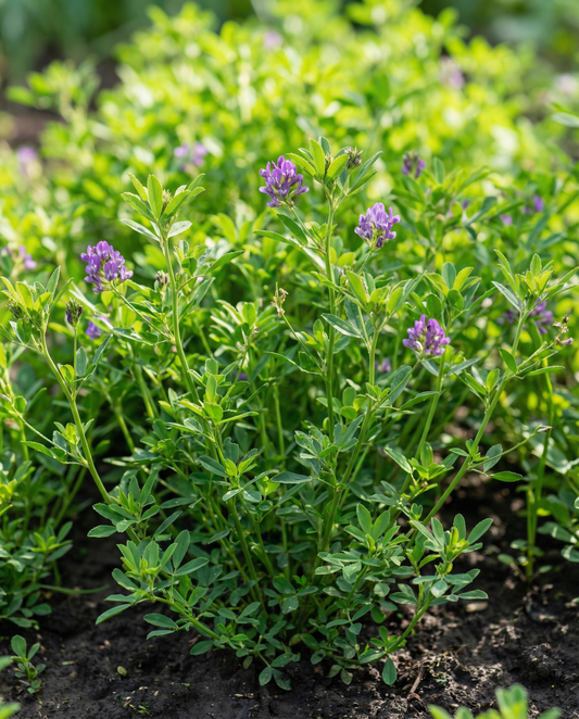 Lucerne Clover Green Manure 200g (Medicago sativa) – sementes de adubo verde anual da SeedsChoice