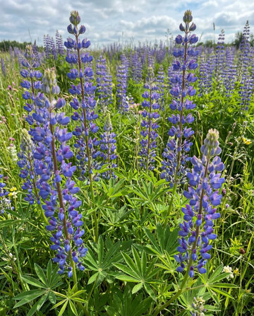 Semillas de altramuz azul para abono verde 100 g (Lupinus angustifolius) – abono verde anual