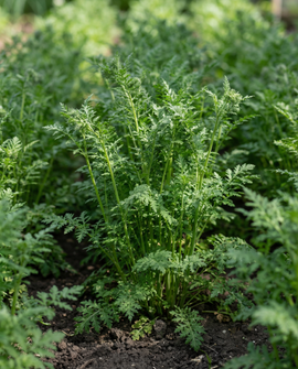 Semillas de facelia Phacelia Tanacetifolia abono verde anual 100g