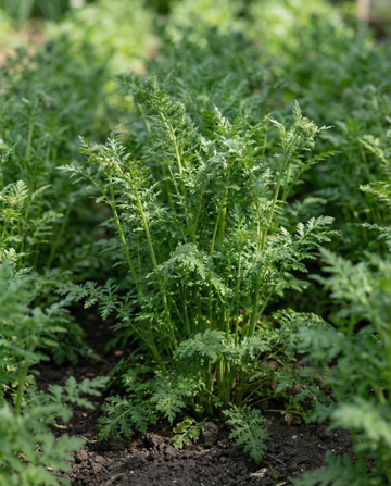 Adubo verde Purple Tansy 100g (Phacelia tanacetifolia) – sementes anuais de adubo verde de SeedsChoice