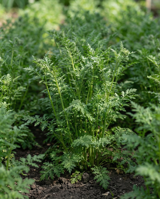 Adubo verde Purple Tansy 100g (Phacelia tanacetifolia) – sementes anuais de adubo verde de SeedsChoice