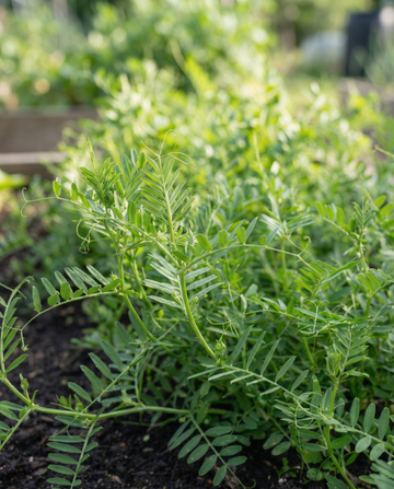 Vezas como abono verde 150 g (Vicia sativa) – semillas anuales de abono verde de SeedsChoice