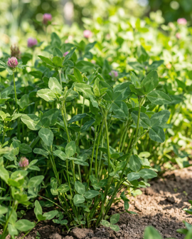 Sementes de Trevo-Vermelho Trifolium pratense Perene Adubo Verde 150g