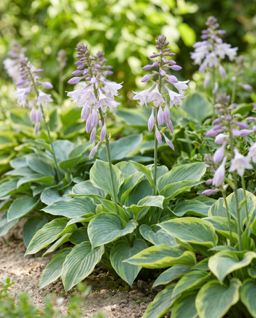 Hybrid Varieties 0.15g (Hosta × hybrida) – semillas de mezcla perenne de SeedsChoice