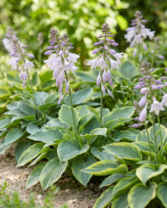Variedades Híbridas 0,15 g (Hosta × hybrida) – sementes de mistura perene da SeedsChoice