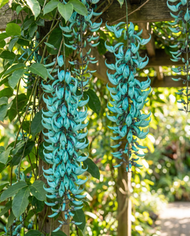 Sementes de Jade Vine Strongylodon Macrobotrys Flores Turquesa Trepadeira