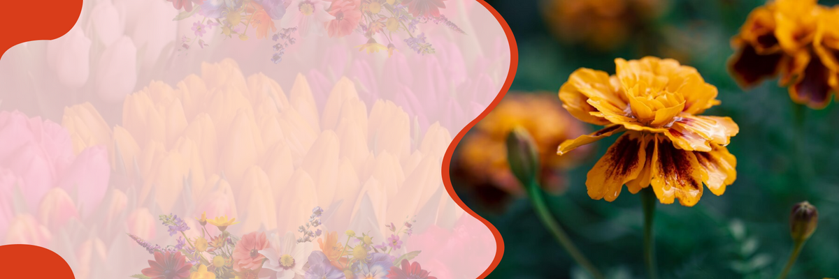 Flores – banner na SeedsChoice