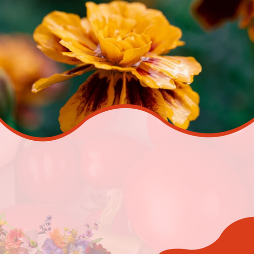 Flores – SeedsChoice