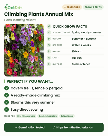 Datos clave de la mezcla de plantas trepadoras anuales: siembra directa en primavera, florece de verano a otoño, altura 120+ cm, pleno sol, necesita enrejado o valla — mezcla lista para cubrir celosías, vallas y pérgolas