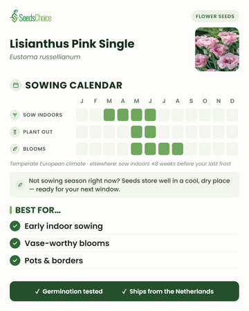 Calendario de siembra de Lisianthus Pink Single en un clima europeo templado: siembra bajo techo de marzo a junio, trasplante de mayo a junio, floración de mayo a agosto; las semillas se conservan bien hasta la siguiente temporada de siembra