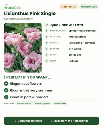 Lisianthus Pink Single Eustoma russellianum datos de cultivo rápido: siembra en interior de primavera a principios de verano, trasplanta tras la última helada, florece de finales de primavera a verano, altura 50-80 cm, sol pleno — elegantes flores de corte