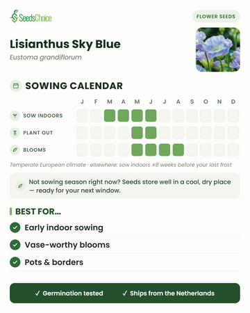 Calendário de sementeira para Lisianthus Sky Blue num clima europeu temperado: semear em interior de março a junho, transplantar de maio a junho, floração de maio a agosto; as sementes conservam-se bem até à próxima época de sementeira