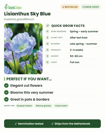 Lisianthus Sky Blue Eustoma grandiflorum informações rápidas de cultivo: semear em interior na primavera até início do verão, plantar após a última geada, floresce do final da primavera ao verão, altura 50-80 cm, pleno sol — elegantes flores de corte