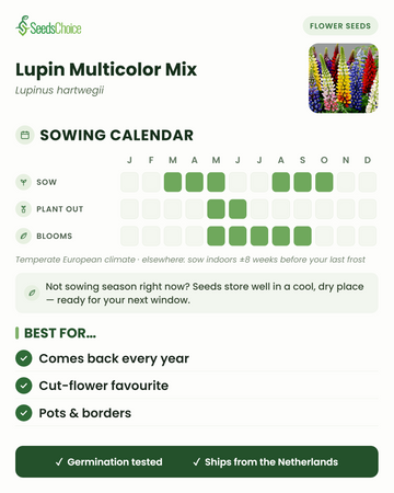 Calendário de sementeira para Lupin Multicolor Mix num clima europeu temperado: semear de março a maio ou de agosto a outubro, floração de maio a setembro; as sementes conservam-se bem até à próxima época de sementeira