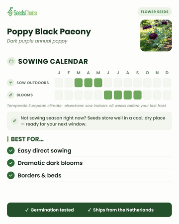 Calendario de siembra de Poppy Black Paeony en un clima europeo templado: siembra directa de marzo a mayo, floración de junio a septiembre; las semillas se conservan bien hasta la siguiente temporada de siembra