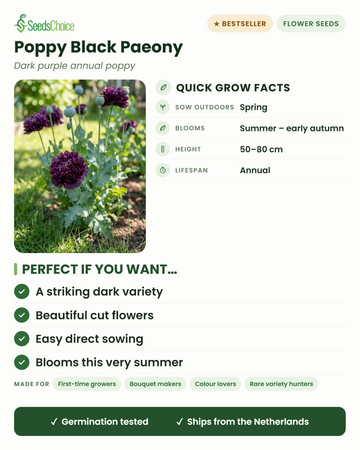 Datos rápidos de cultivo de la amapola Black Paeony: siembra directa en primavera, floración de verano a principios de otoño, altura 50-80 cm, anual — una variedad oscura y llamativa, perfecta como flor de corte