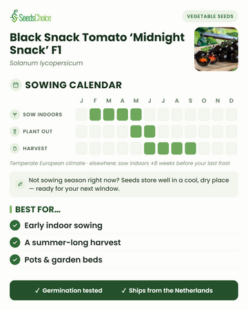 Calendário de sementeira para Black Snack Tomato Midnight Snack F1 num clima europeu temperado: semear em interior de fevereiro a maio, transplantar de maio a junho, colher de junho a setembro; as sementes conservam-se bem até à próxima época de sementeira