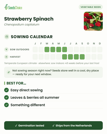 Calendário de sementeira para Strawberry Spinach num clima europeu temperado: sementeira direta de março a junho, colher de junho a setembro; as sementes conservam-se bem até à próxima época de sementeira