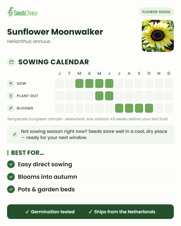 Calendário de sementeira para Sunflower Moonwalker num clima europeu temperado: semear de março a junho, transplantar de maio a junho, floração de julho a outubro; as sementes conservam-se bem até à próxima época de sementeira