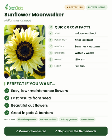 Girassol Moonwalker – informações rápidas de cultivo: semeie em interior ou diretamente na primavera, transplante após a última geada, floresce do verão ao outono, altura 120+ cm, pleno sol — flores fáceis e rápidas para vasos e canteiros