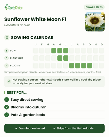 Calendário de sementeira para Sunflower White Moon F1 num clima europeu temperado: semear de abril a junho, transplantar de maio a junho, floração de julho a outubro; as sementes conservam-se bem até à próxima época de sementeira