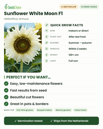Guia rápido de cultivo do girassol White Moon F1: sementeira em interior ou local definitivo na primavera, transplante após a última geada, floração do verão ao outono, altura 120+ cm, pleno sol — principais vantagens e para quem este girassol branco é ideal
